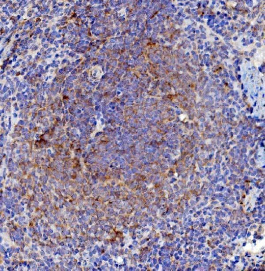 Anti-Cd63 Antibody Boster Bio