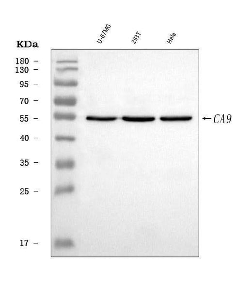 Anti-Carbonic Anhydrase 9/CA9 Antibody Picoband® Boster Bio