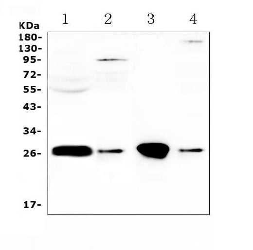 Anti-GSTT1 Antibody Picoband® Boster Bio