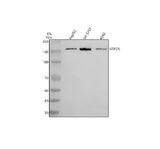 Anti-ATP7A Antibody Picoband® Boster Bio