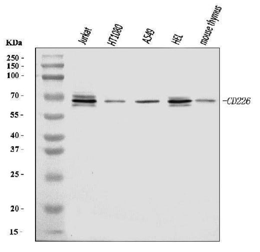 Anti-CD226 Antibody Picoband® Boster Bio