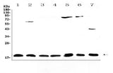 Anti-IL23/IL23A Antibody Picoband® Boster Bio