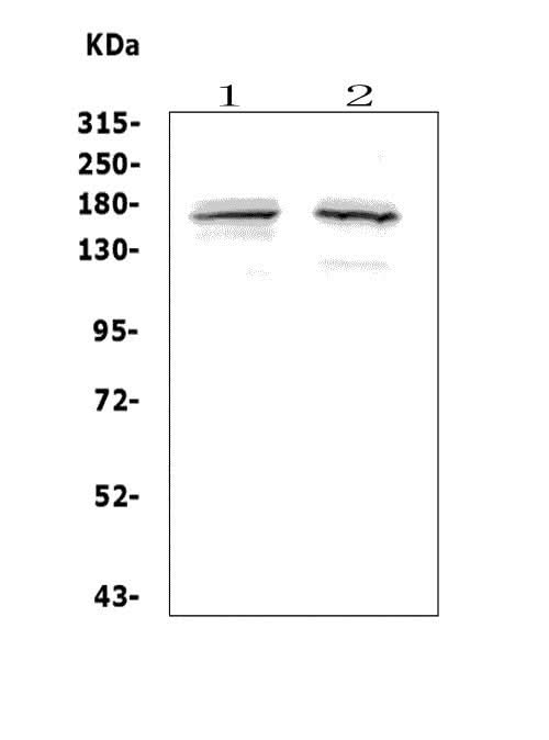 Anti-ASXL1 Antibody Picoband® Boster Bio