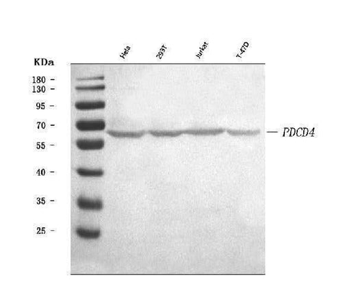 Anti-PDCD4 Antibody Picoband® Boster Bio