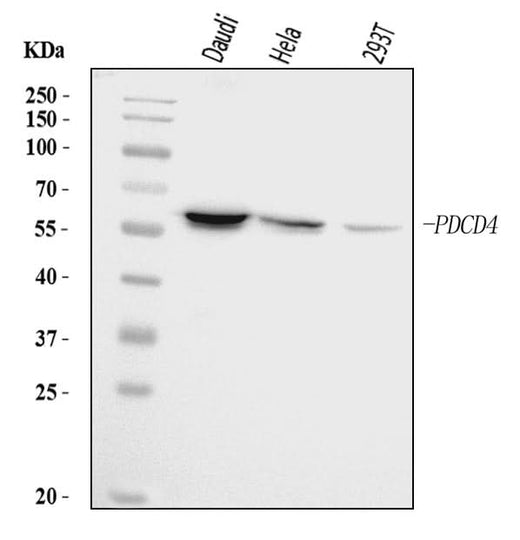 Anti-PDCD4 Antibody Picoband® Boster Bio