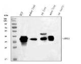 Anti-liver Arginase/ARG1 Antibody Picoband® Boster Bio