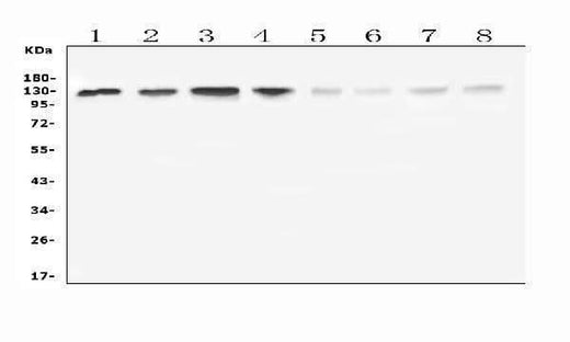 Anti-Leucyl tRNA synthetase /LARS Antibody Picoband® Boster Bio