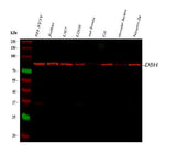 Anti-Dopamine beta Hydroxylase/DBH Antibody Picoband® Boster Bio
