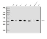 Anti-TRAP/CD40L/CD40LG Antibody Picoband® Boster Bio