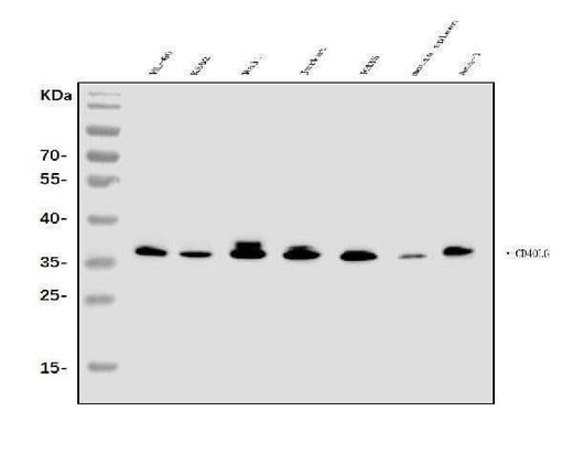 Anti-TRAP/CD40L/CD40LG Antibody Picoband® Boster Bio