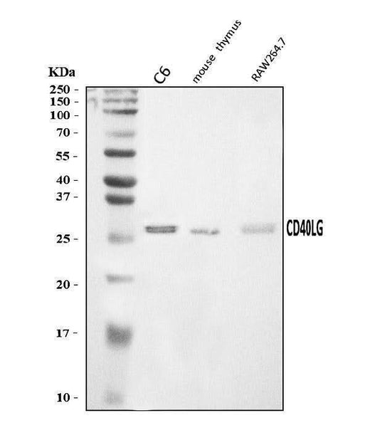 Anti-TRAP/CD40L/Cd40lg Antibody Picoband® Boster Bio