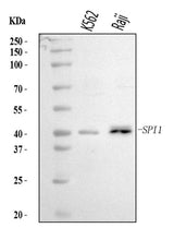 Anti-PU.1/SPI1 Antibody Picoband® Boster Bio