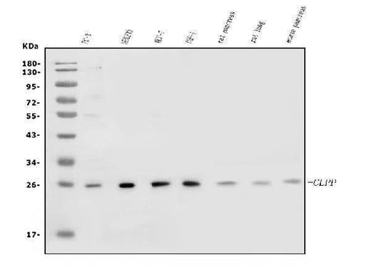 Anti-CLPP Antibody Picoband® Boster Bio