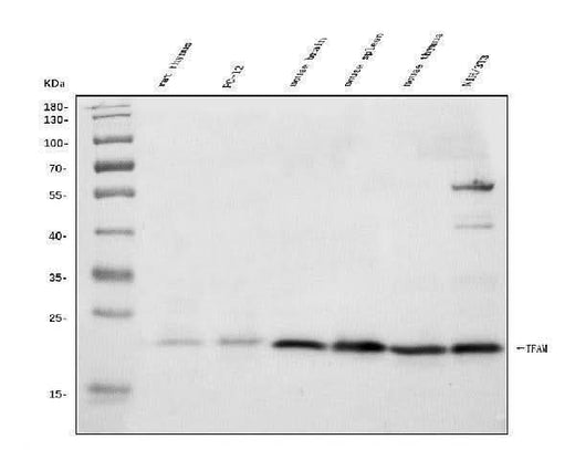 Anti-mtTFA/Tfam Antibody Picoband® Boster Bio