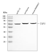 Anti-Tap1 Antibody Picoband® Boster Bio