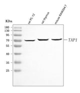 Anti-Tap1 Antibody Picoband® Boster Bio
