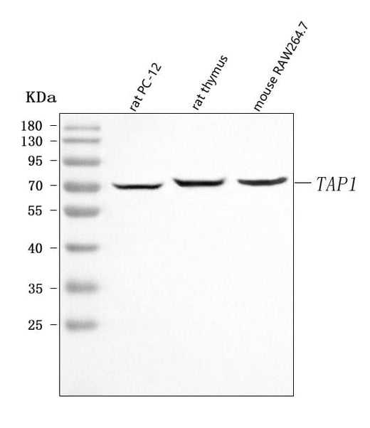 Anti-Tap1 Antibody Picoband® Boster Bio