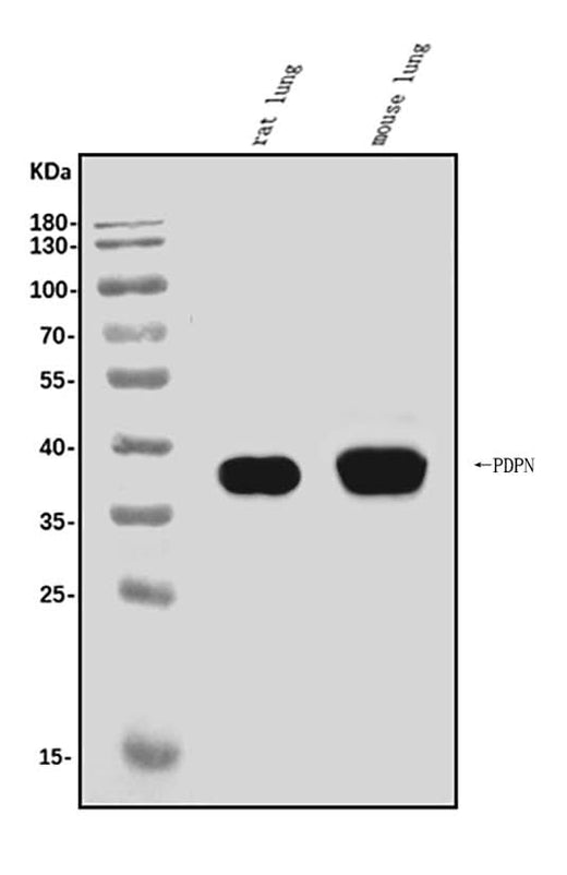 Anti-Podoplanin/gp36/Pdpn Antibody Picoband® Boster Bio