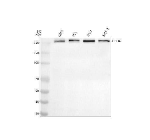 Anti-CHD4 Antibody Picoband® Boster Bio