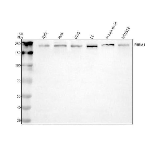 Anti-PBRM1 Antibody Picoband® Boster Bio