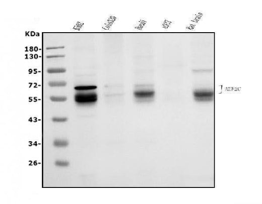 Anti-MEF2C Antibody Picoband® Boster Bio