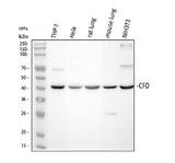 Anti-Factor D/CFD Antibody Picoband® Boster Bio