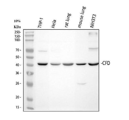 Anti-Factor D/CFD Antibody Picoband® Boster Bio