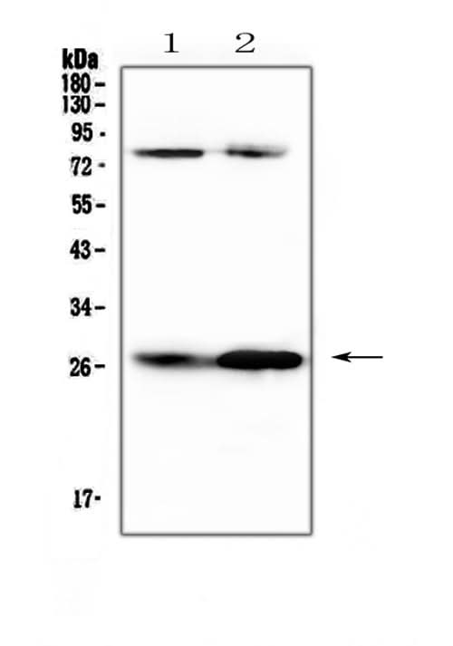 Anti-Factor D/Cfd Antibody Picoband® Boster Bio