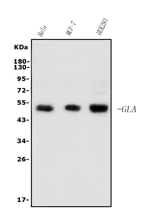 Anti-Galactosidase alpha/Gla Antibody Picoband® Boster Bio