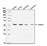 Anti-P2Y12/P2ry12 Antibody Picoband® Boster Bio