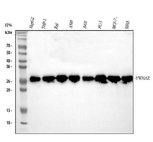 Anti-14-3-3 zeta/delta/YWHAZ Antibody Picoband® Boster Bio