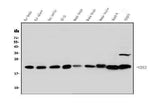 Anti-HP1 gamma/CBX3 Antibody Picoband® Boster Bio