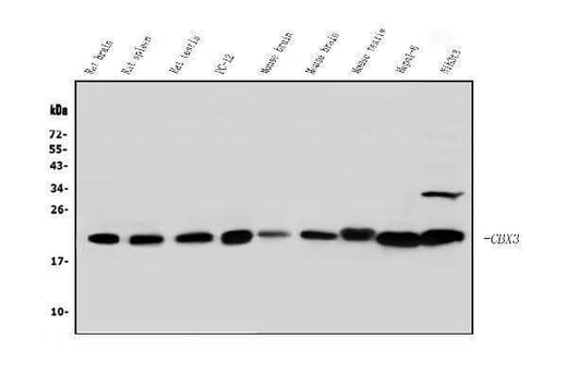 Anti-HP1 gamma/CBX3 Antibody Picoband® Boster Bio
