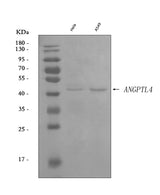 Anti-Angiopoietin-like 4/ANGPTL4 Antibody Picoband® Boster Bio