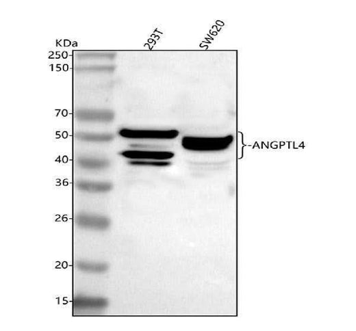 Anti-ANGPTL4 Antibody Picoband® Boster Bio