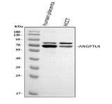 Anti-Angiopoietin-like 4/ANGPTL4 Antibody Picoband® Boster Bio