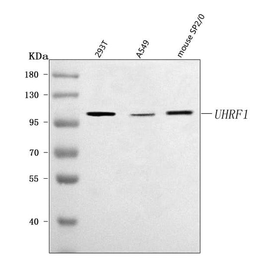 Anti-UHRF1 Antibody Picoband® Boster Bio