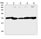 Anti-PGF Antibody Picoband® Boster Bio