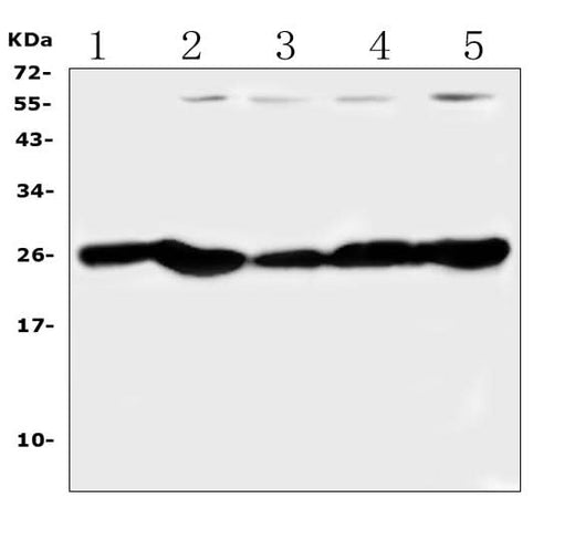 Anti-PGF Antibody Picoband® Boster Bio