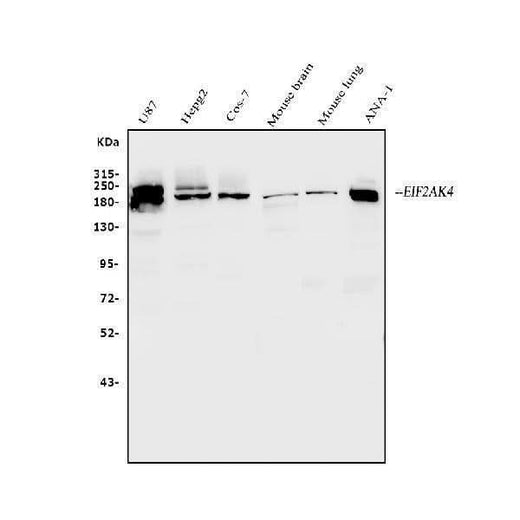 Anti-EIF2AK4 Antibody Picoband® Boster Bio