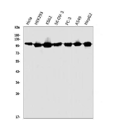Anti-HGS Antibody Picoband® Boster Bio