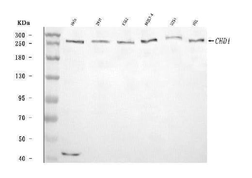 Anti-CHD1 Antibody Picoband® Boster Bio
