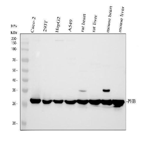 Anti-Prohibitin/PHB Antibody Picoband® Boster Bio