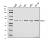 Anti-CYP2C8 Antibody Picoband® Boster Bio