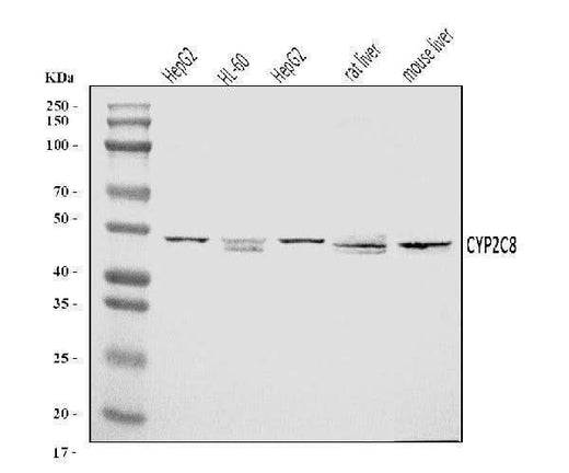 Anti-CYP2C8 Antibody Picoband® Boster Bio