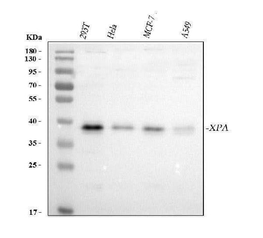 Anti-XPA Antibody Picoband® Boster Bio