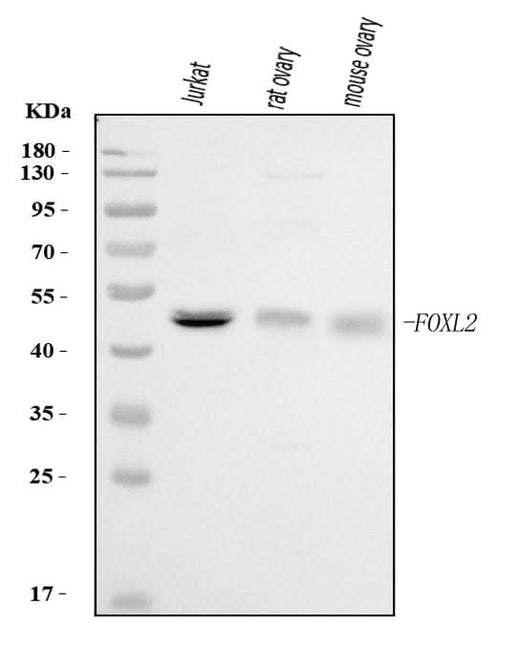 Anti-FOXL2 Antibody Picoband® Boster Bio