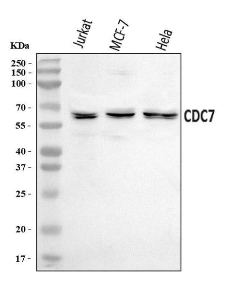 Anti-CDC7 Antibody Picoband® Boster Bio