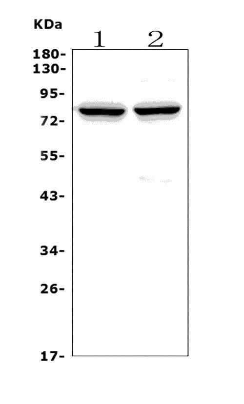Anti-Choline Acetyltransferase/CHAT Antibody Picoband® Boster Bio