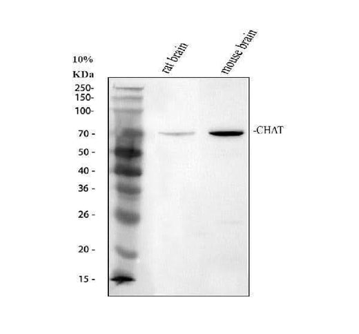 Anti-Choline Acetyltransferase/Chat Antibody Picoband® Boster Bio